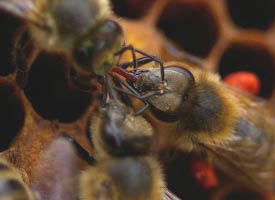 Trophallaxis unter Bienen